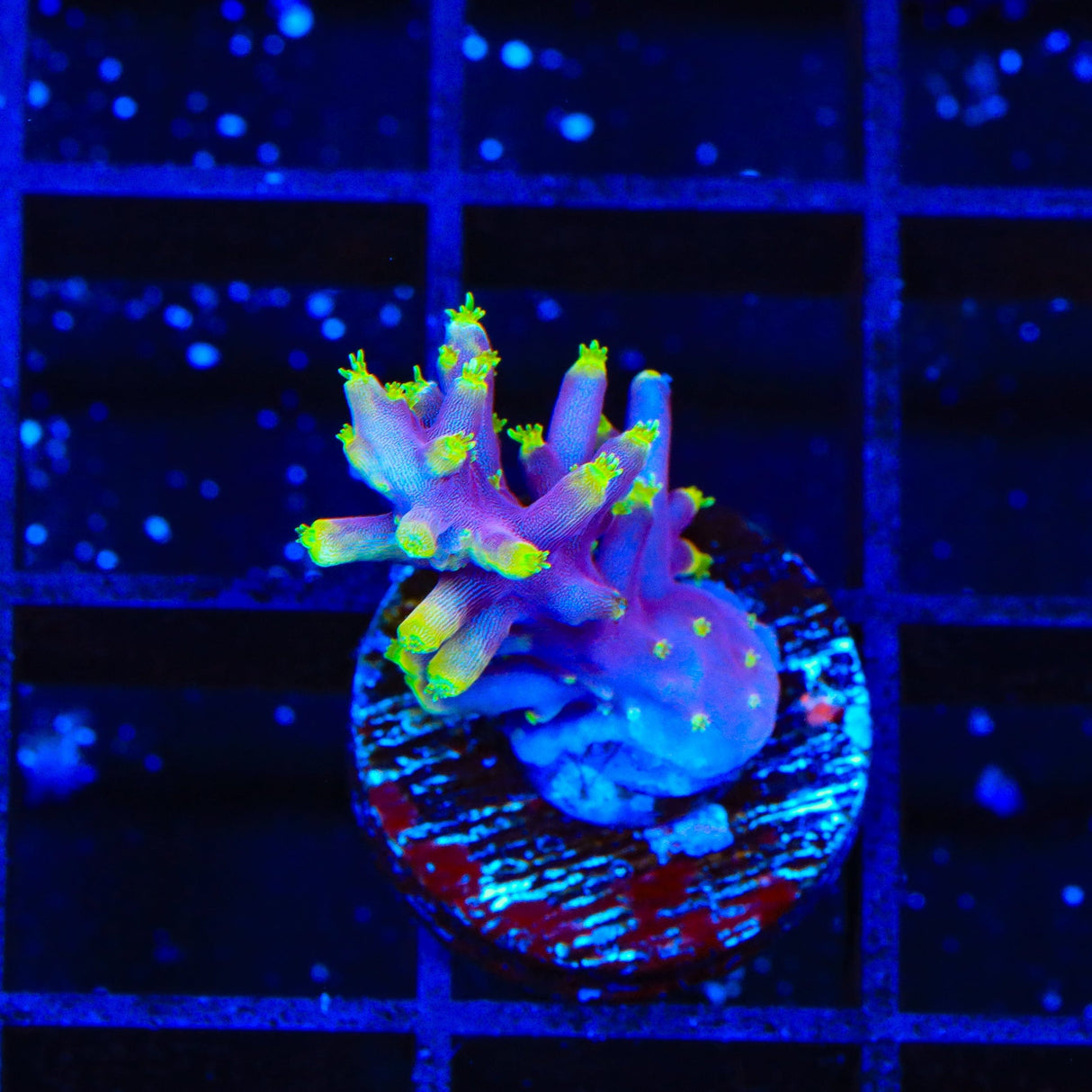 Little Red Ferrari Acropora Coral