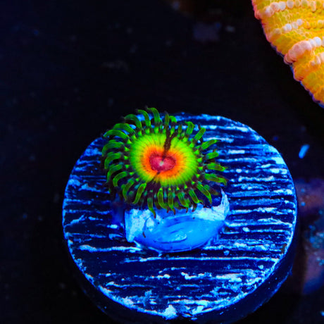 Little Shop of Horror Zoanthids Coral
