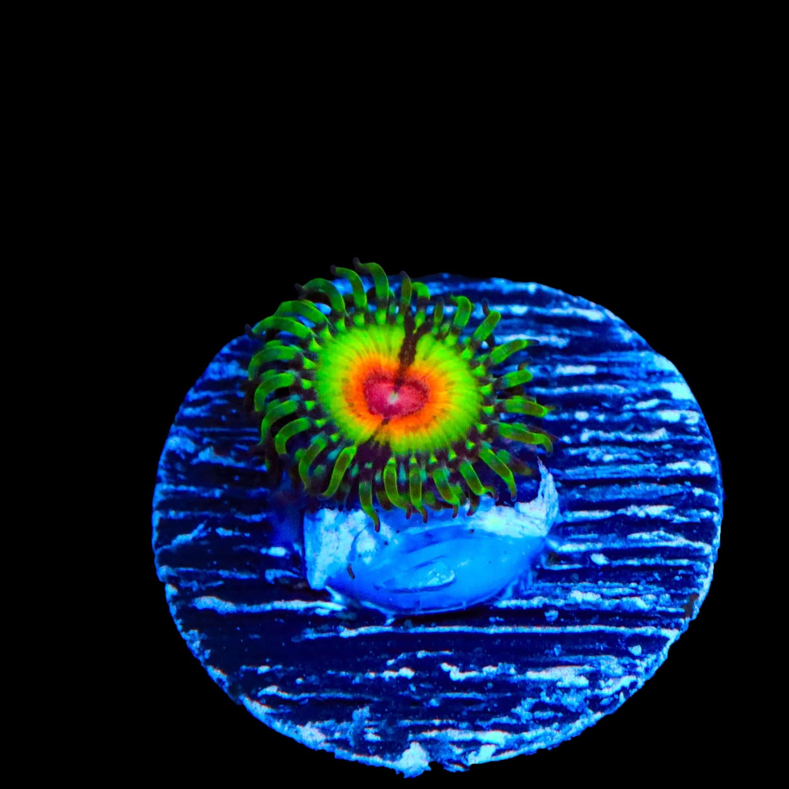 Little Shop of Horror Zoanthids Coral