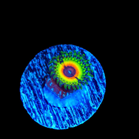 Little Shop of Horror Zoanthids Coral