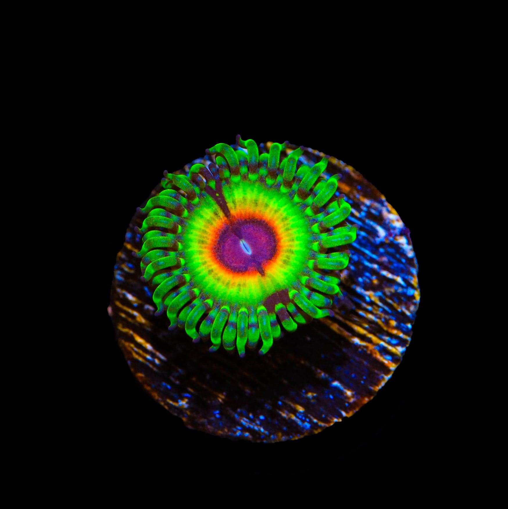 Little Shop of Horror Zoanthids Coral – Top Shelf Aquatics