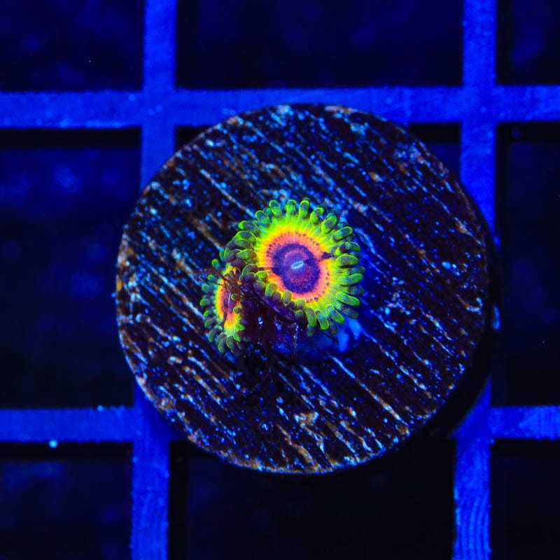 Little Shop of Horrors Zoanthids Coral