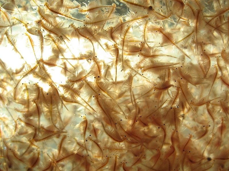 Live Brine Shrimp – Artemia salina