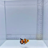 Long-fin Orange Ocellaris Clownfish (Amphiprion ocellaris)