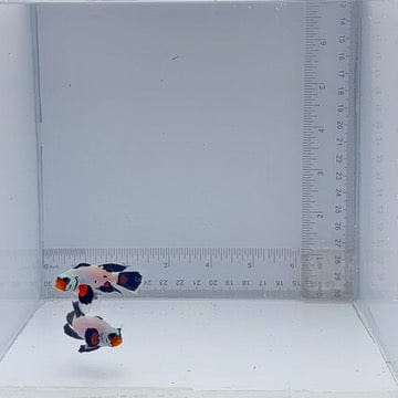 Long-Fin Wyoming White Clownfish