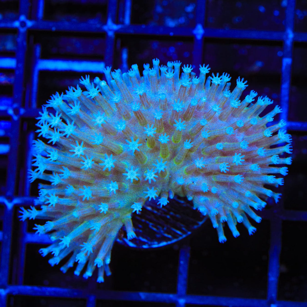 Long Polyp Toadstool Coral