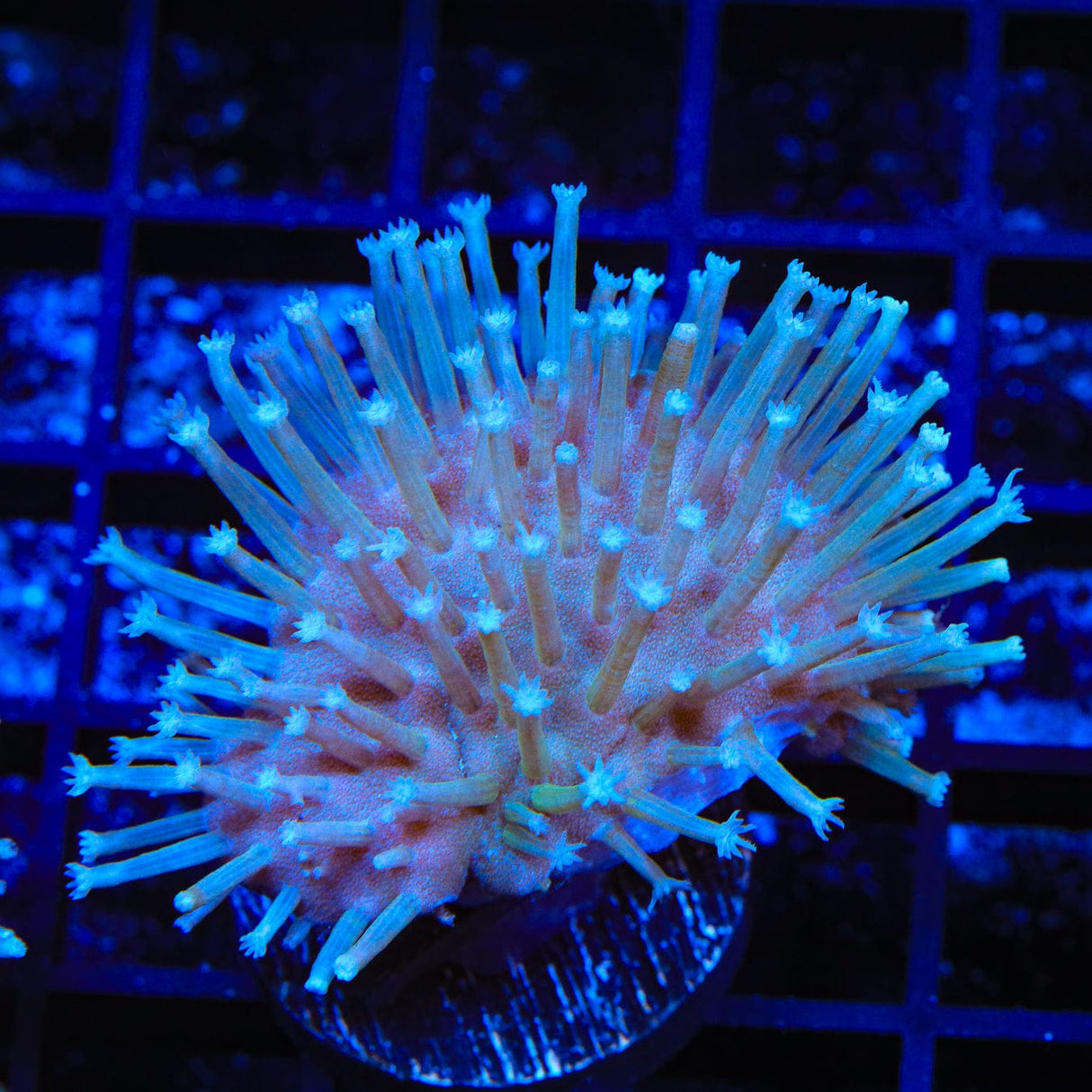 Long Polyp Toadstool Coral