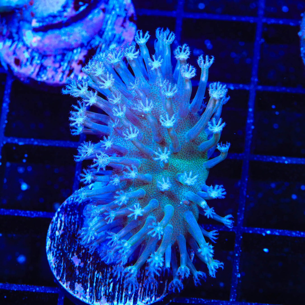 Long Polyp Toadstool Coral