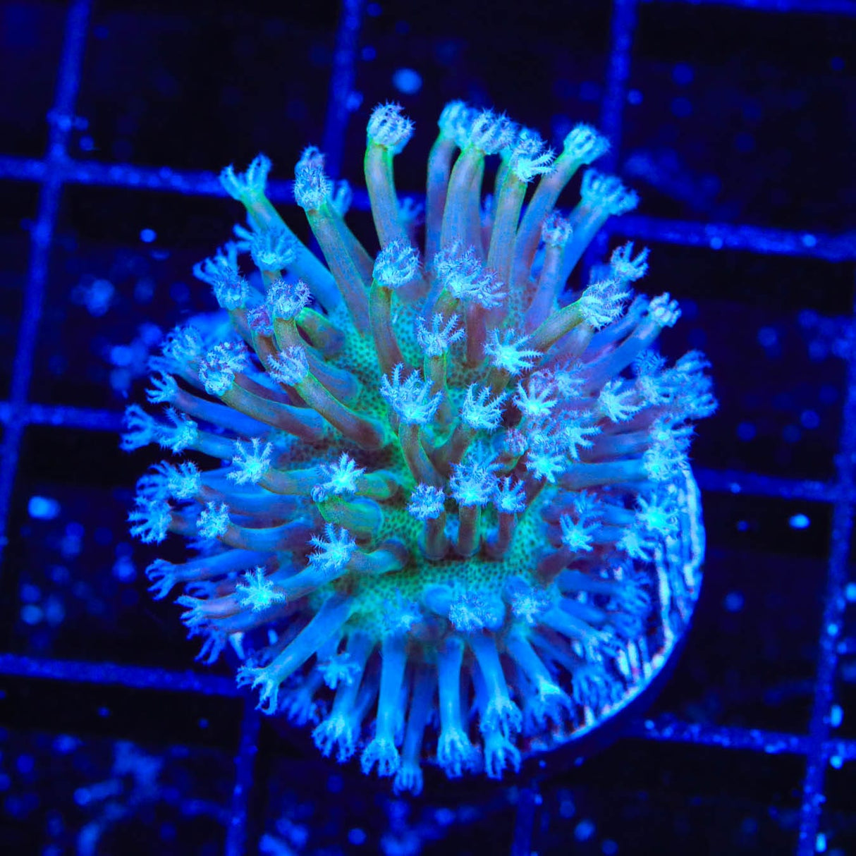 Long Polyp Toadstool Coral