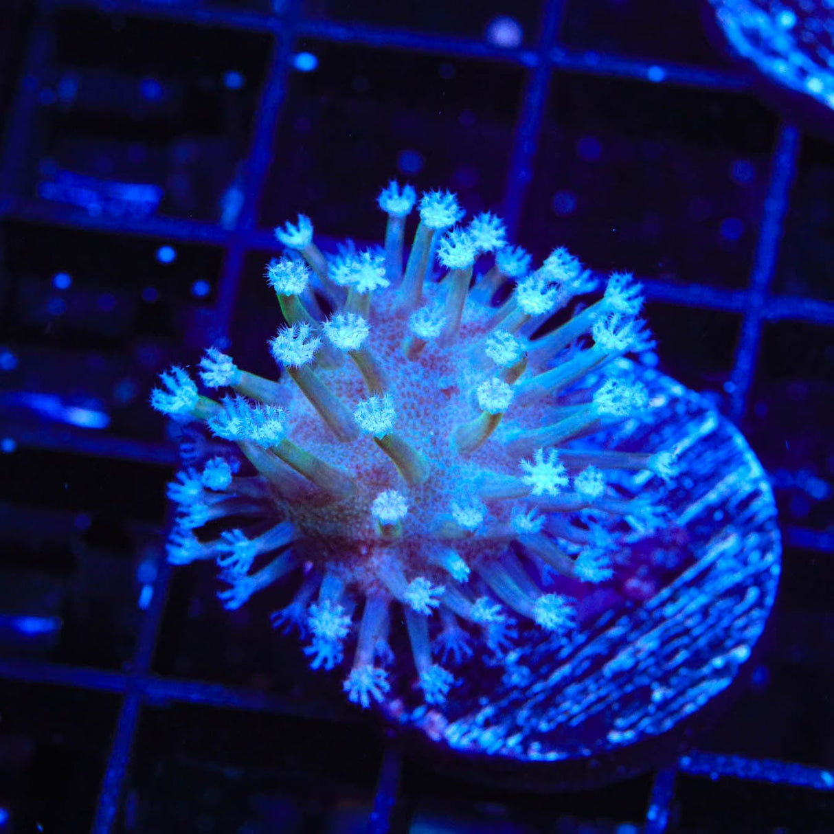 Long Polyp Toadstool Coral