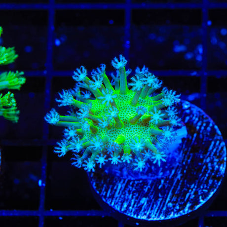 Long Polyp Toadstool Coral