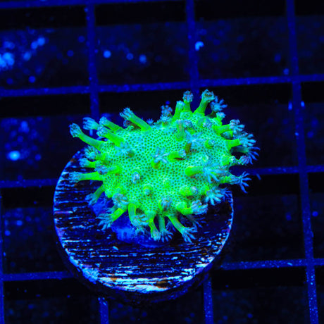 Long Polyp Toadstool Coral