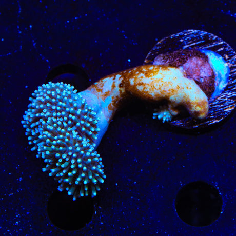Long Stalk Toadstool Coral