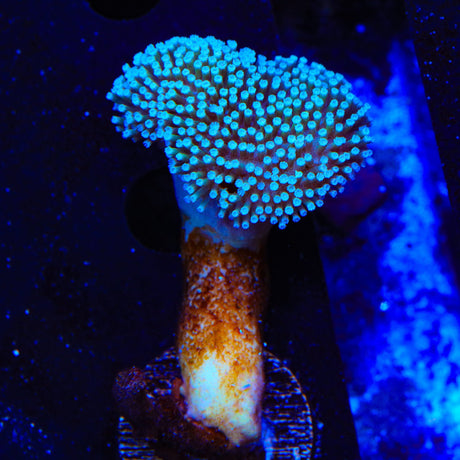 Long Stalk Toadstool Coral