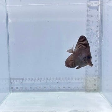 Longnose Black Tang (Zebrasoma rostratum)