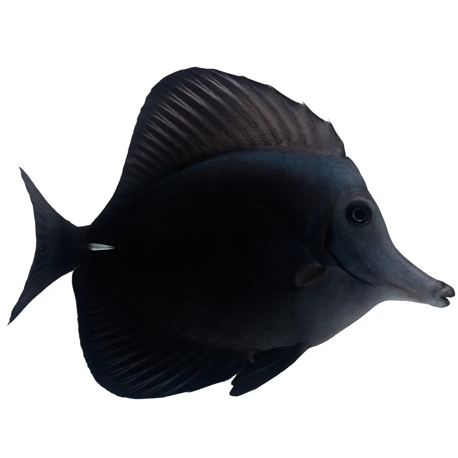 Black Longnose Tang