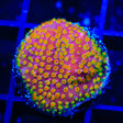 Looney Tunes Stylocoeniella Coral