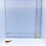 Louti Grouper (Variola louti)