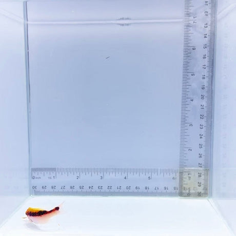 Louti Grouper (Variola louti)