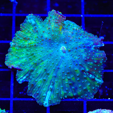 Lucky Mushroom Coral