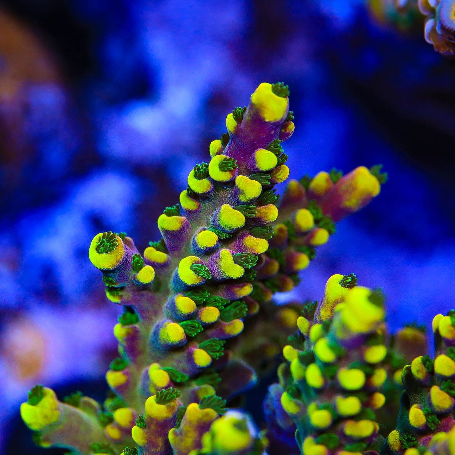Lunar Lemonade Acropora Coral – Top Shelf Aquatics