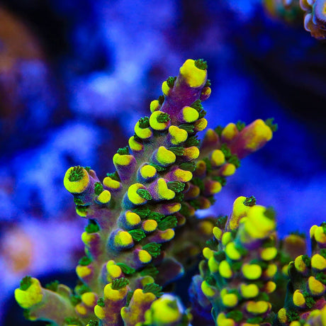 Lunar Lemonade Acropora Coral