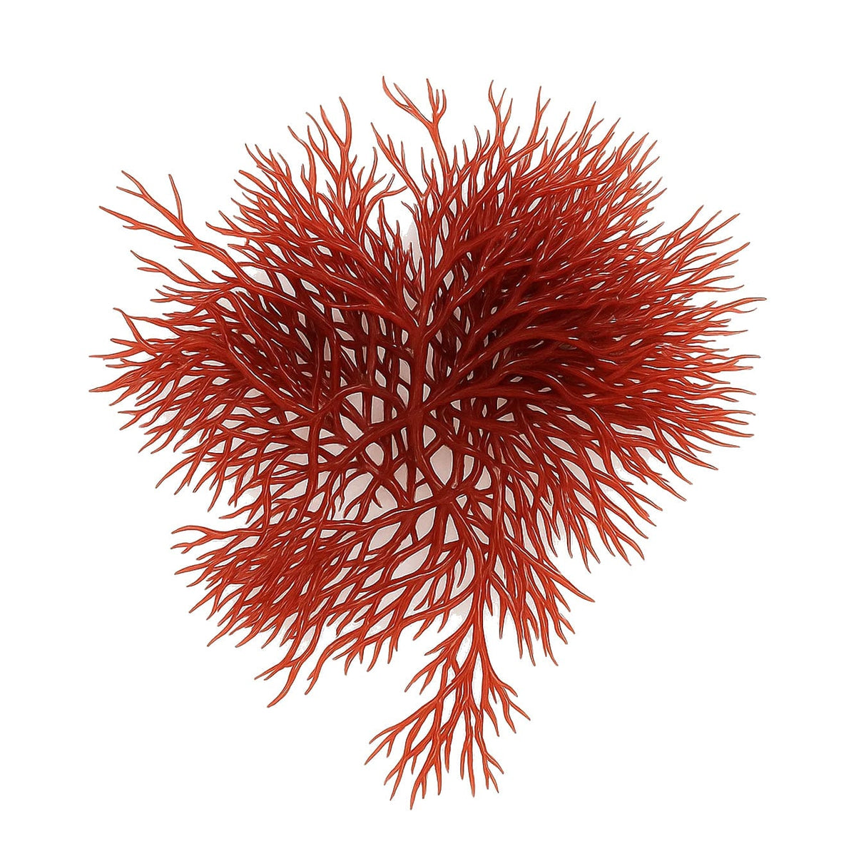 Macroalgae Trifecta