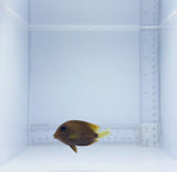 Maculiceps Tang Fish