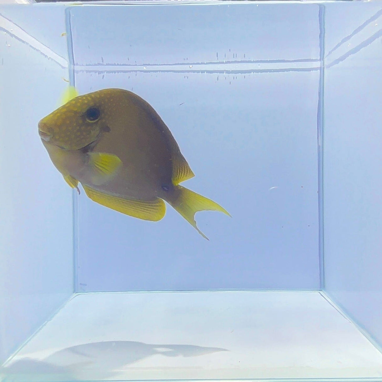 Maculiceps Tang Fish