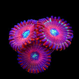 Magician Zoanthids Coral