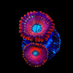 Magician Zoanthids Coral