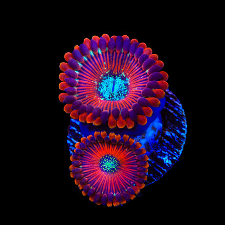 Magician Zoanthids Coral