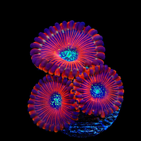 Magician Zoanthids Coral