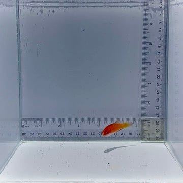 Magma Fairy Wrasse Fish