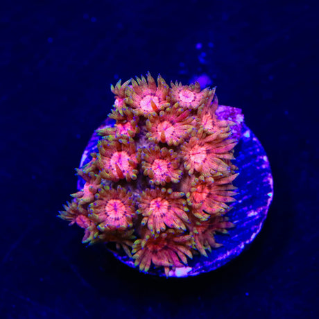 Magma Goniopora Coral
