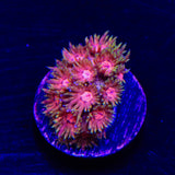 Magna Goniopora Coral