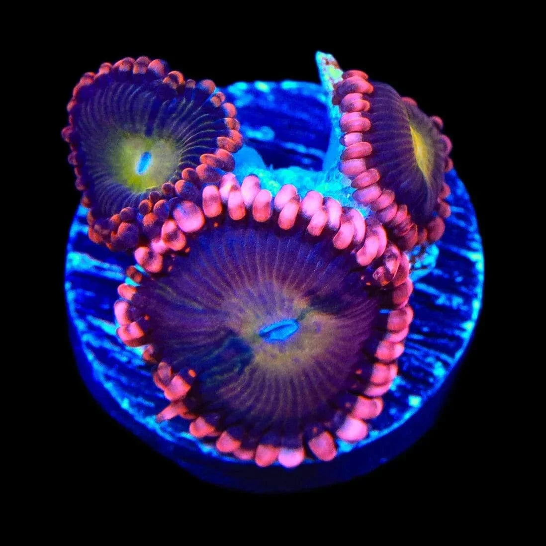 Magneto Zoanthids Coral
