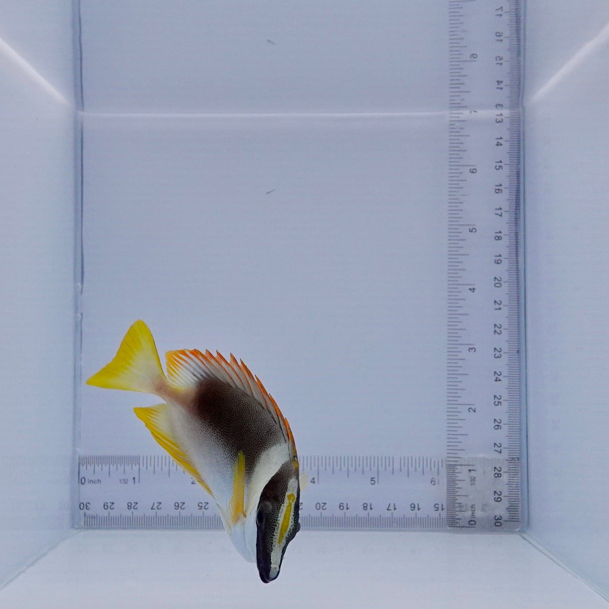 Magnificent Foxface Fish
