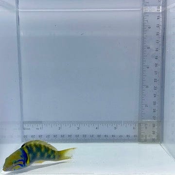 Male Goldbar Wrasse
