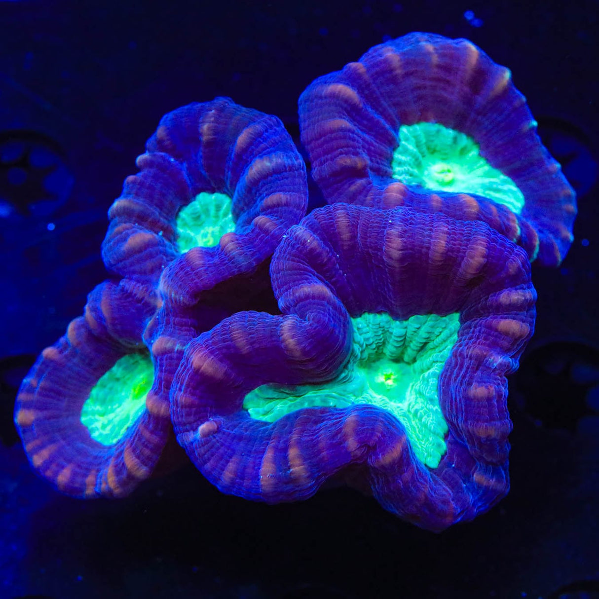 Mammoth Candy Cane Coral
