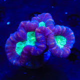 Mammoth Candy Cane Coral