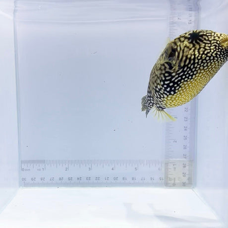 Mappa Pufferfish (Arothron mappa)