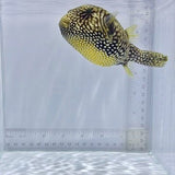 Mappa Pufferfish (Arothron mappa)