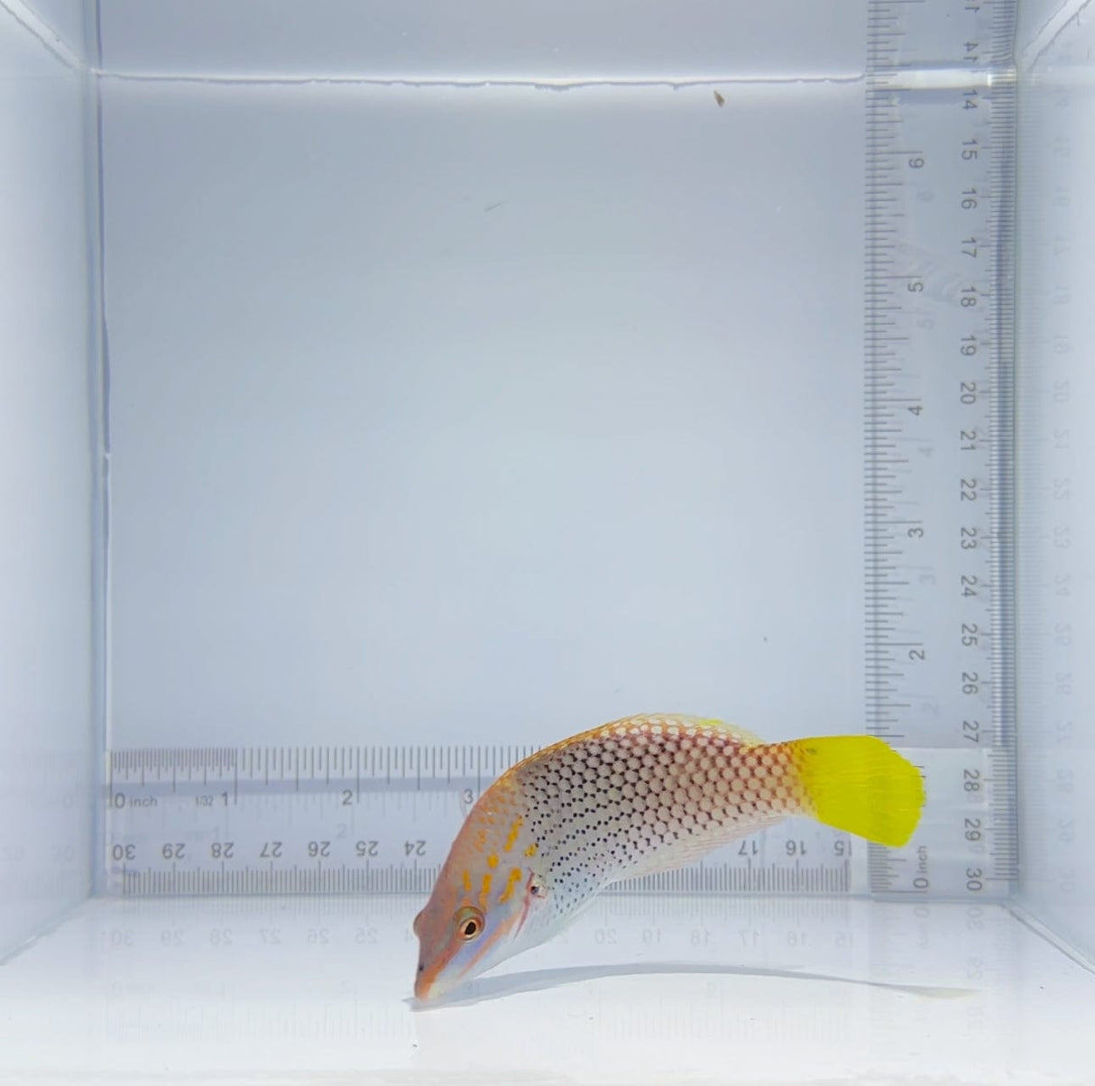 Marble Coris Wrasse Fish