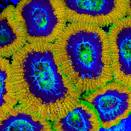 Mardi Gras Acan Coral