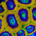 Mardi Gras Acan Coral