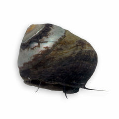 Margarita Snail – Margarites pupillus