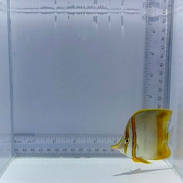 Marginalis Butterfly Fish