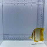 Marginalis Butterfly Fish