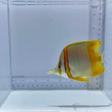 Marginalis Butterfly Fish